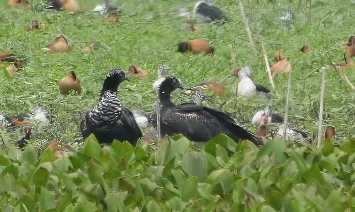 Horned Screamer - ML644324522