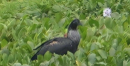 Horned Screamer - ML644324523