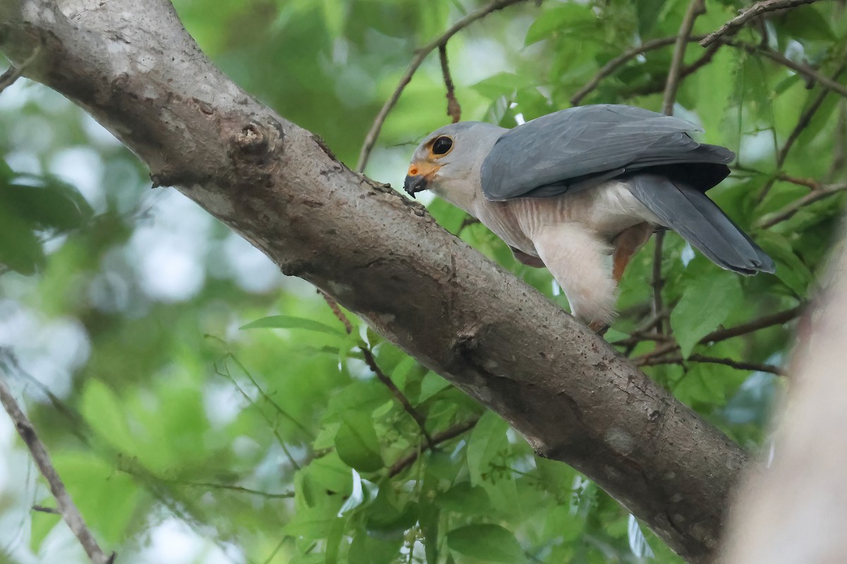 Variable Goshawk (Lesser Sundas) - ML644324524