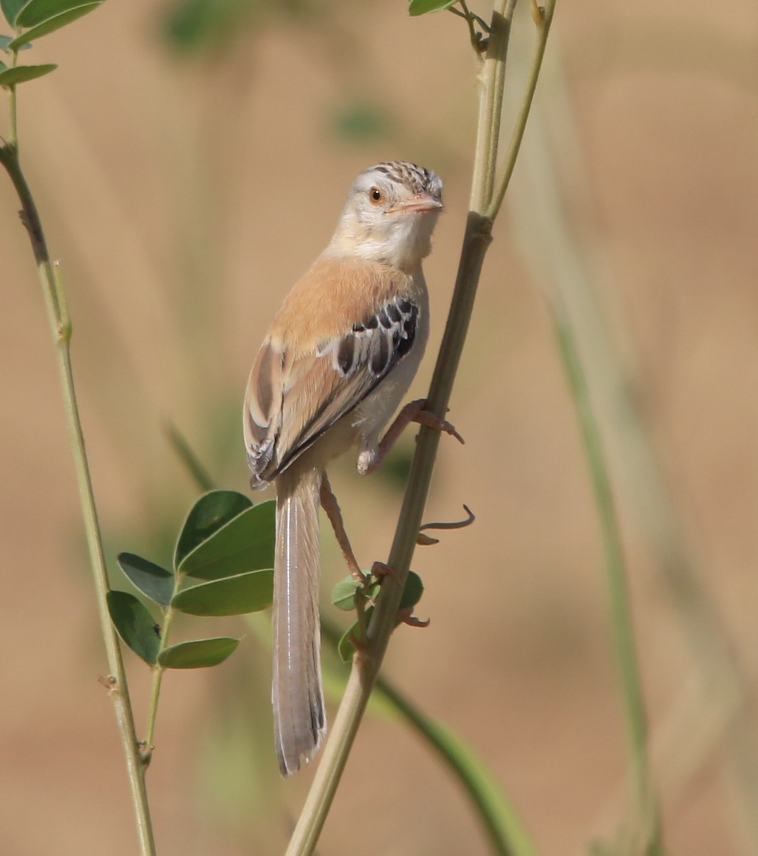 Cricket Longtail - ML644324526