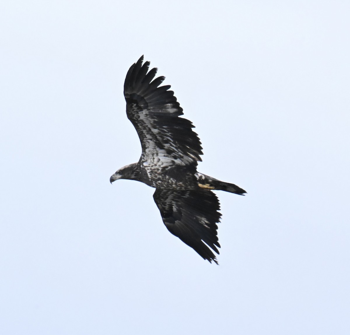 Ak Başlı Kartal - ML644324527