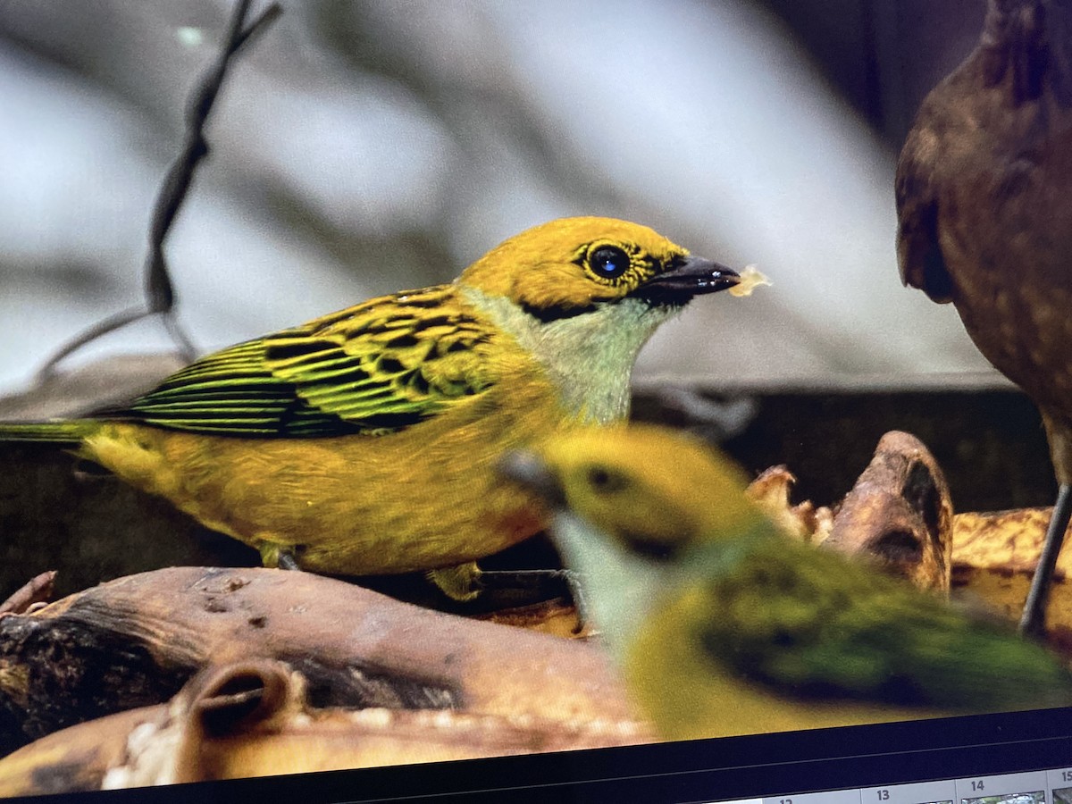 Silver-throated Tanager - ML644324531