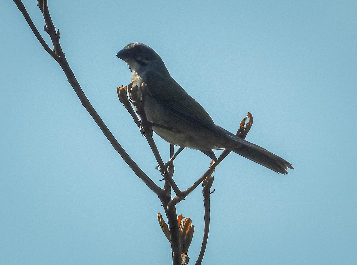 grønnvingesaltator - ML644324534