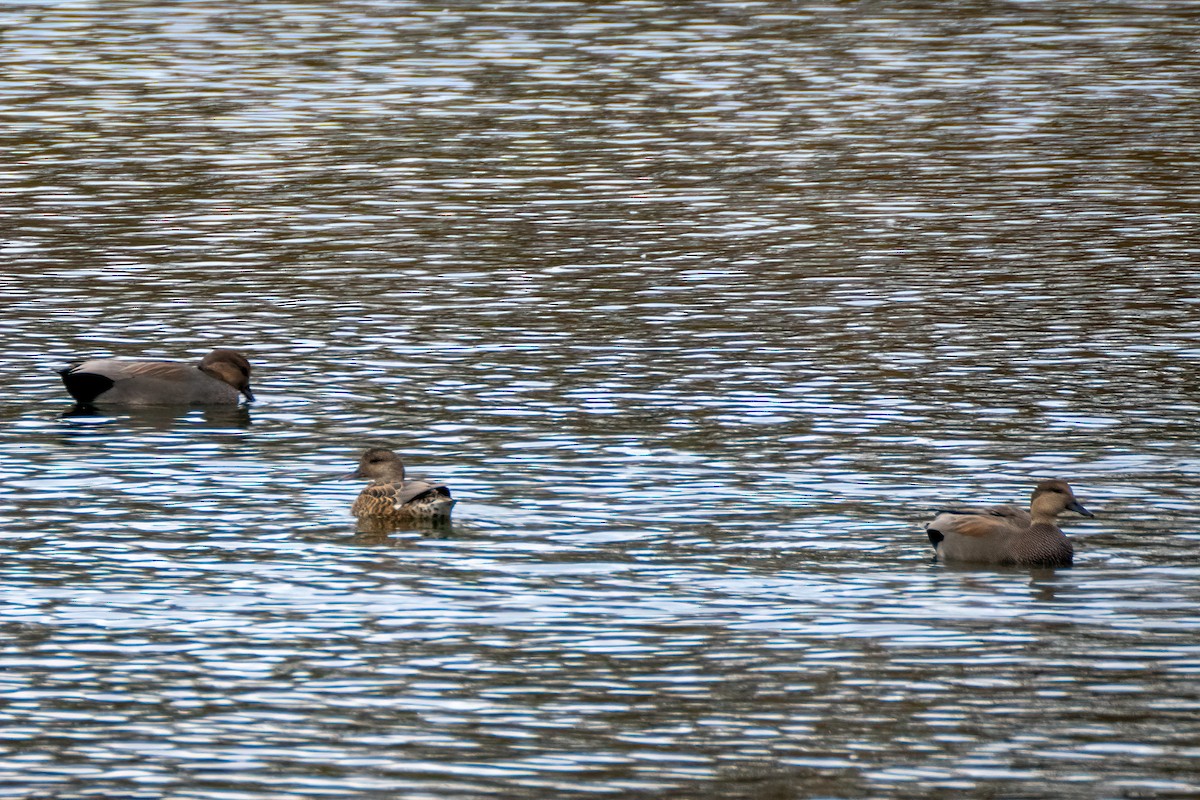 Ipar-ahatea - ML644324554