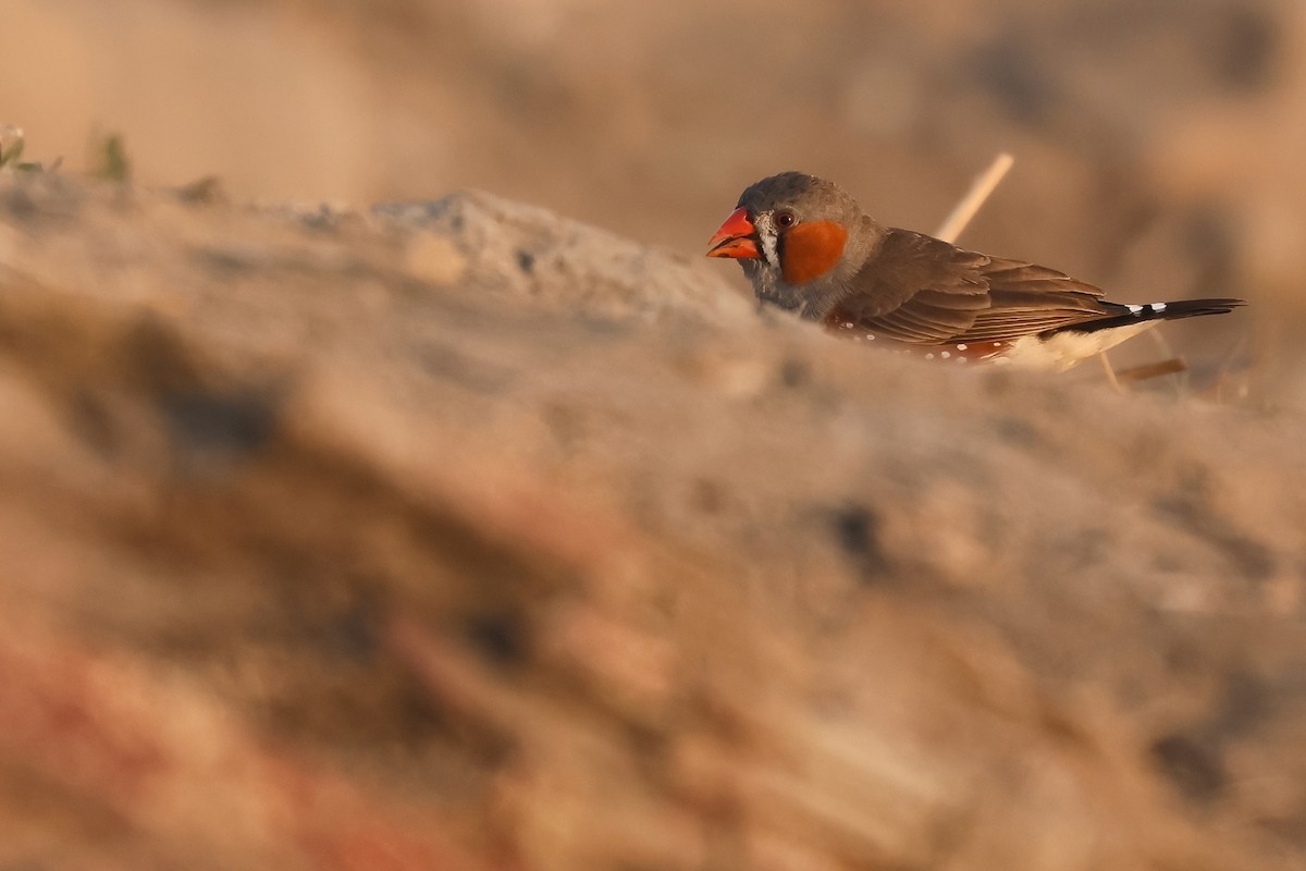 Діамантник зебровий (підвид guttata) - ML644324556