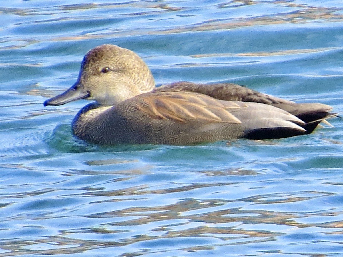 Ipar-ahatea - ML644324559