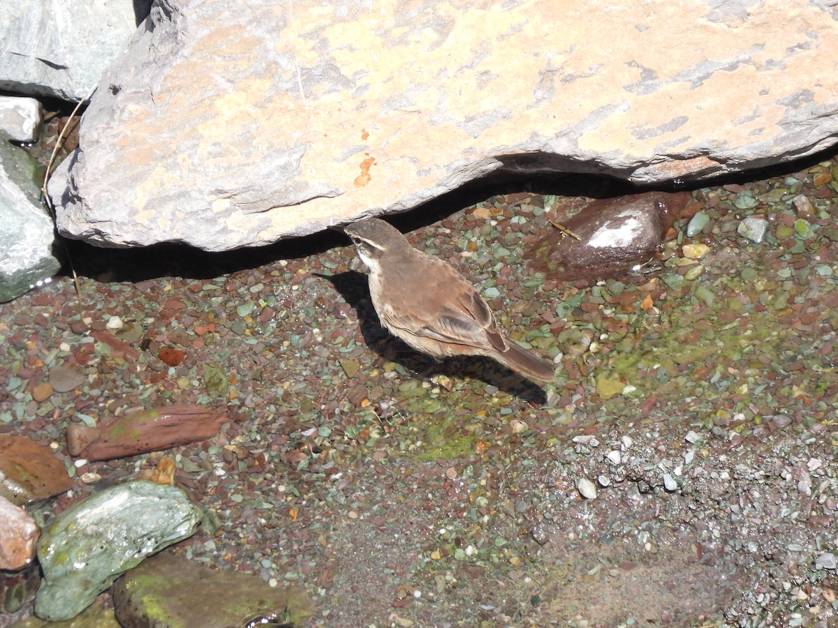 White-winged Cinclodes - ML644324568