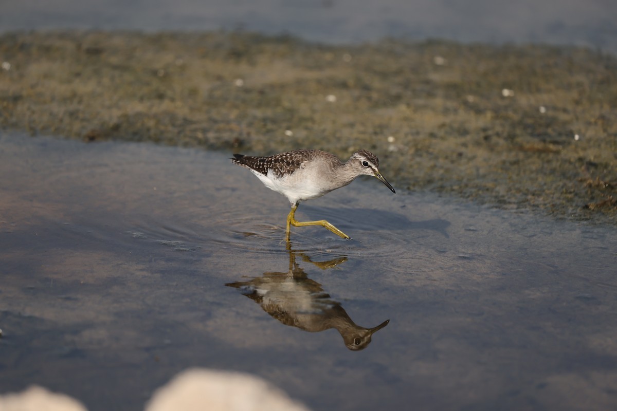 Wood Sandpiper - ML644324570