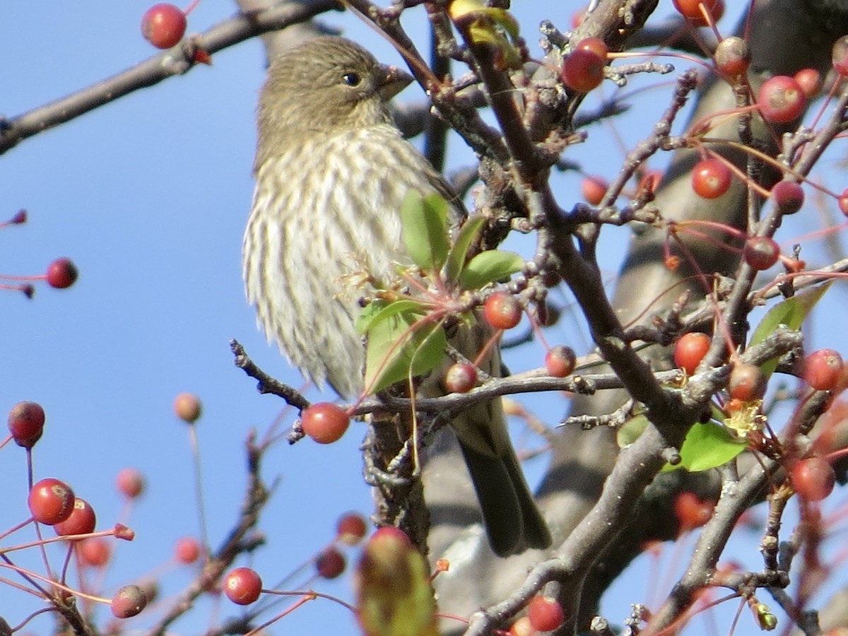 Camachuelo Mexicano - ML644324572