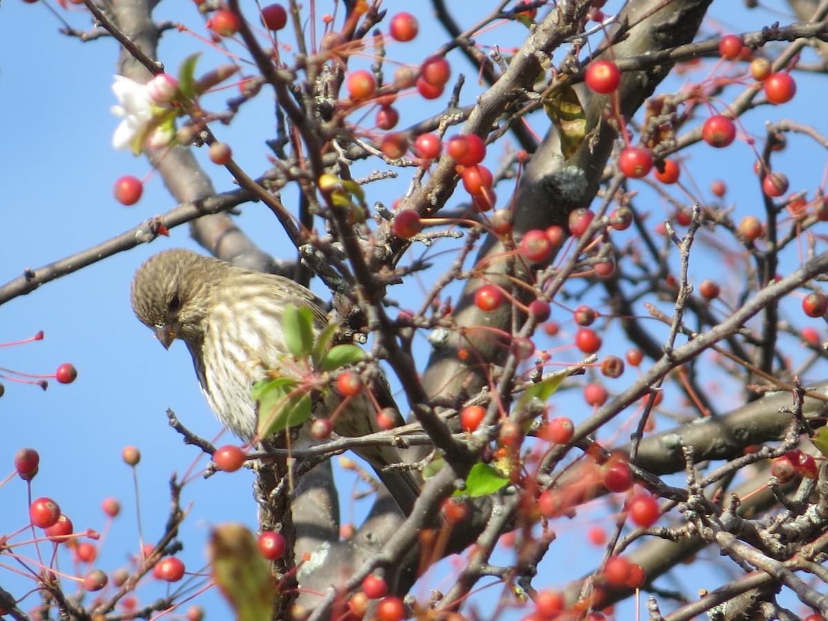 Camachuelo Mexicano - ML644324573