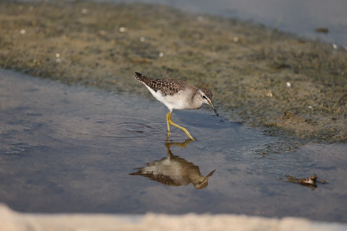 Wood Sandpiper - ML644324585