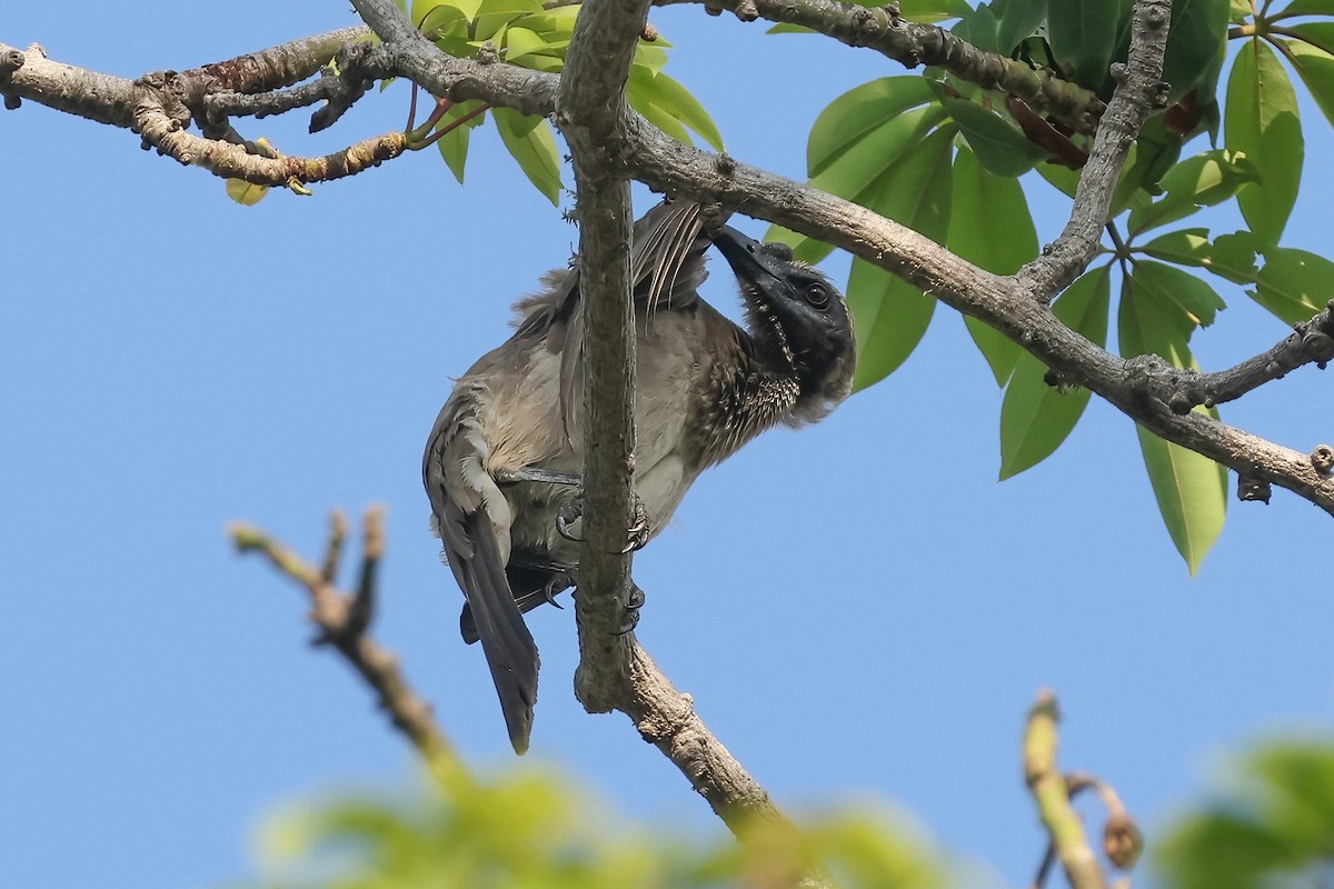 hjelmmunkefugl (buceroides/neglectus) - ML644324589