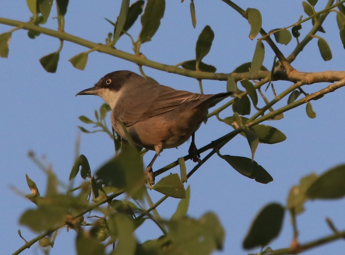 メジロムシクイ - ML644324593