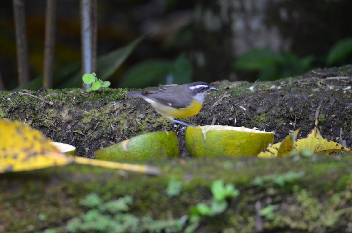 Sucrier à ventre jaune - ML644324595