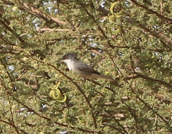 Sardinian Warbler - ML644324599