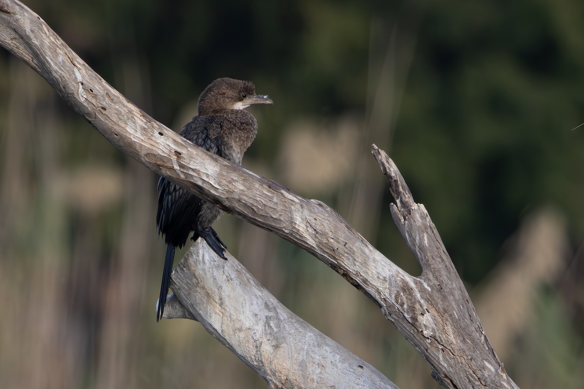 Pygmy Cormorant - ML644324600