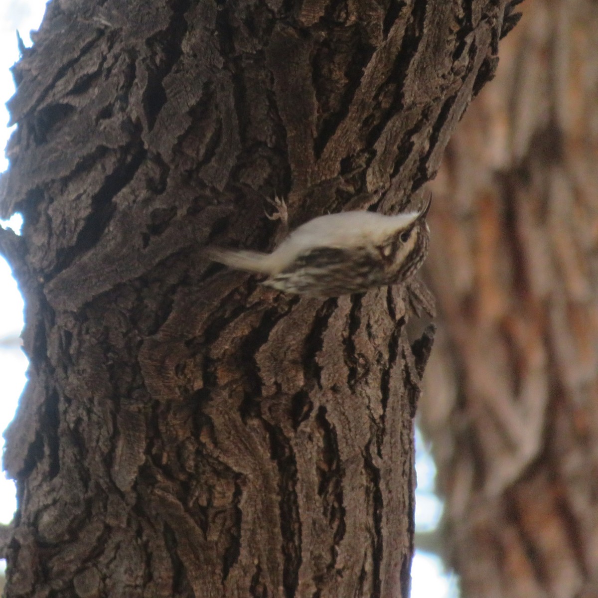Brown Creeper - ML644324602