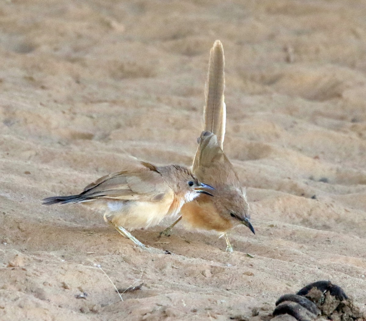 Fulvous Chatterer - ML644324603