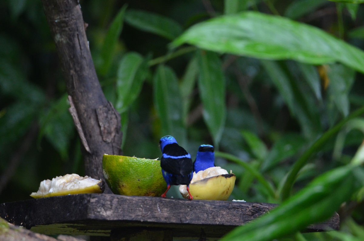 Red-legged Honeycreeper - ML644324611