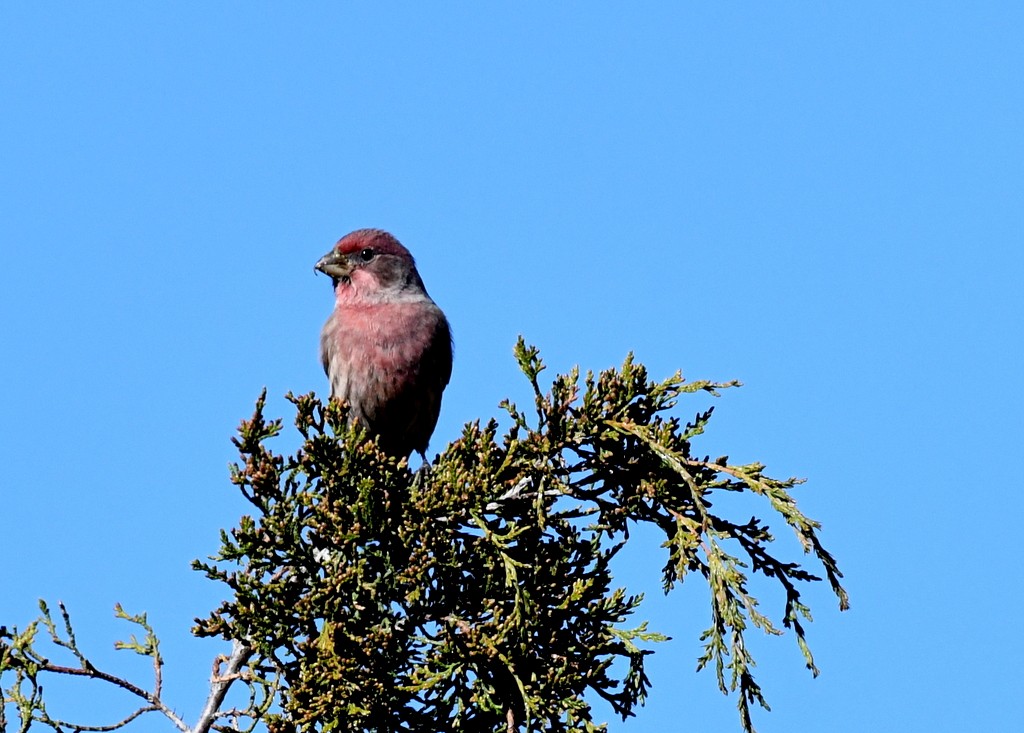 ムラサキマシコ - ML644324615