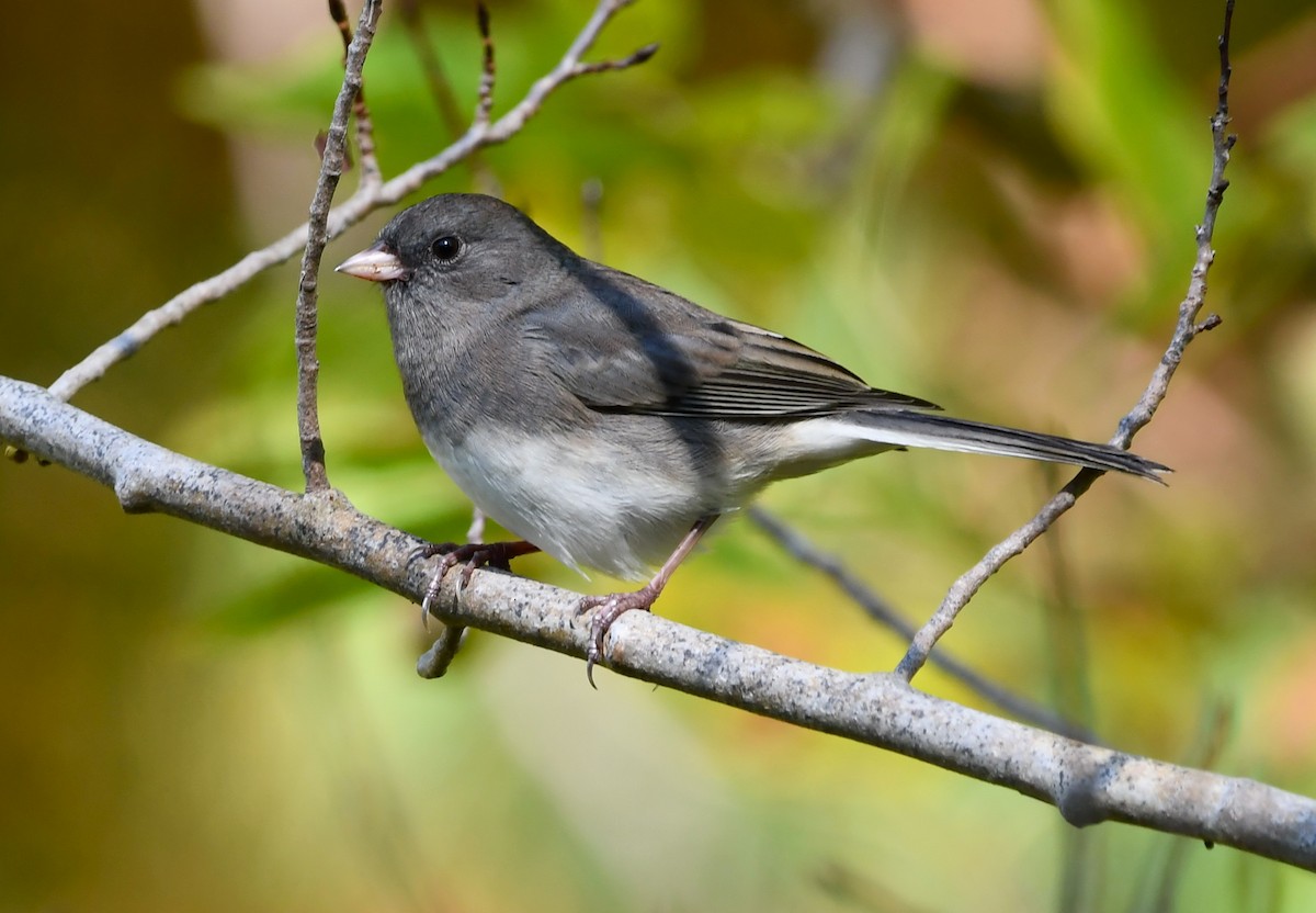 strnadec zimní - ML644324621