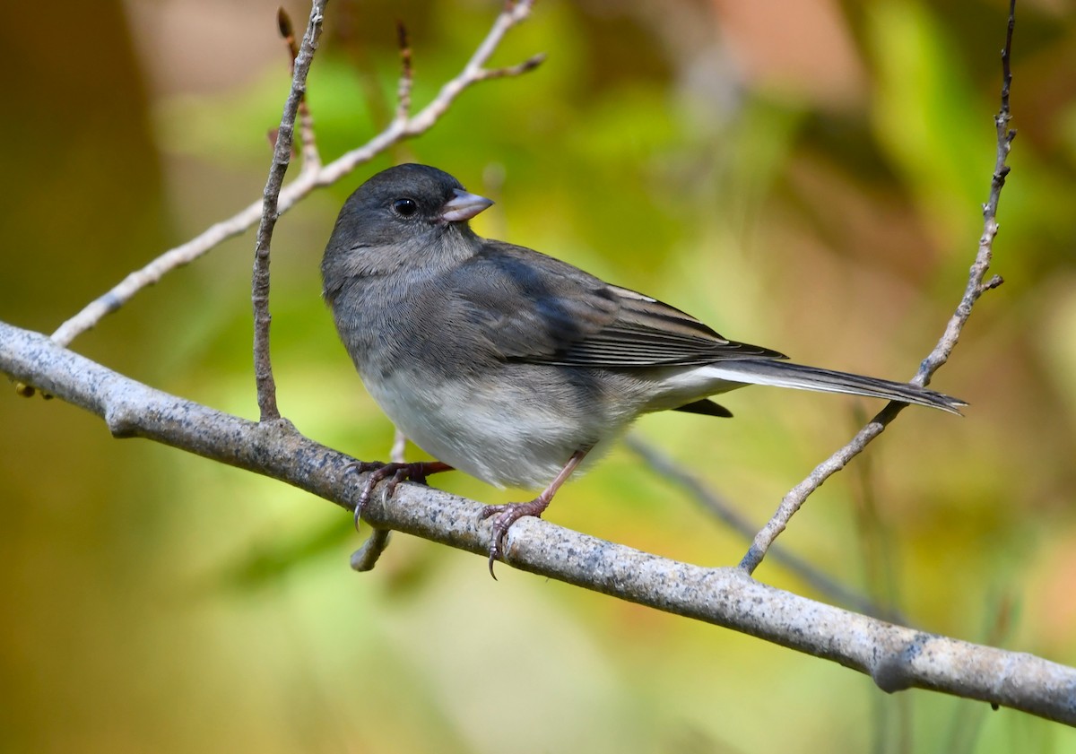 strnadec zimní - ML644324625