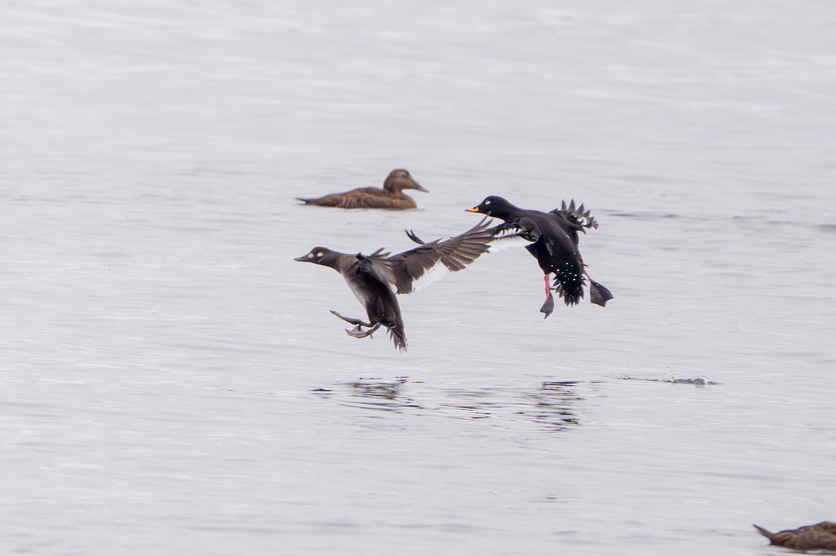 Macreuse brune - ML644324627