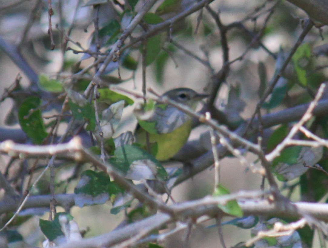 Cassin's Vireo - ML644324631