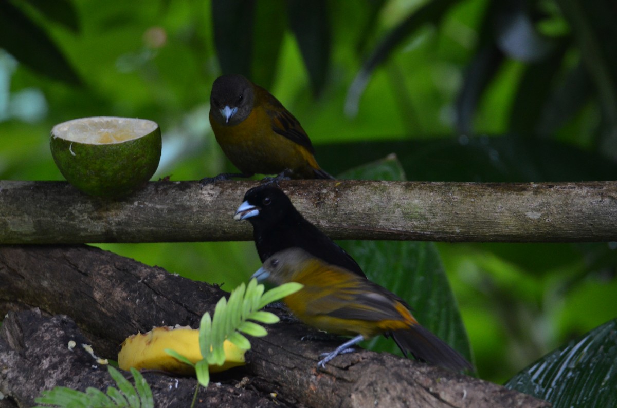 Scarlet-rumped Tanager - ML644324641
