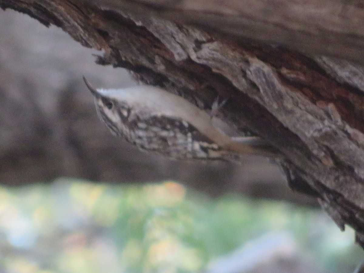 Brown Creeper - ML644324642