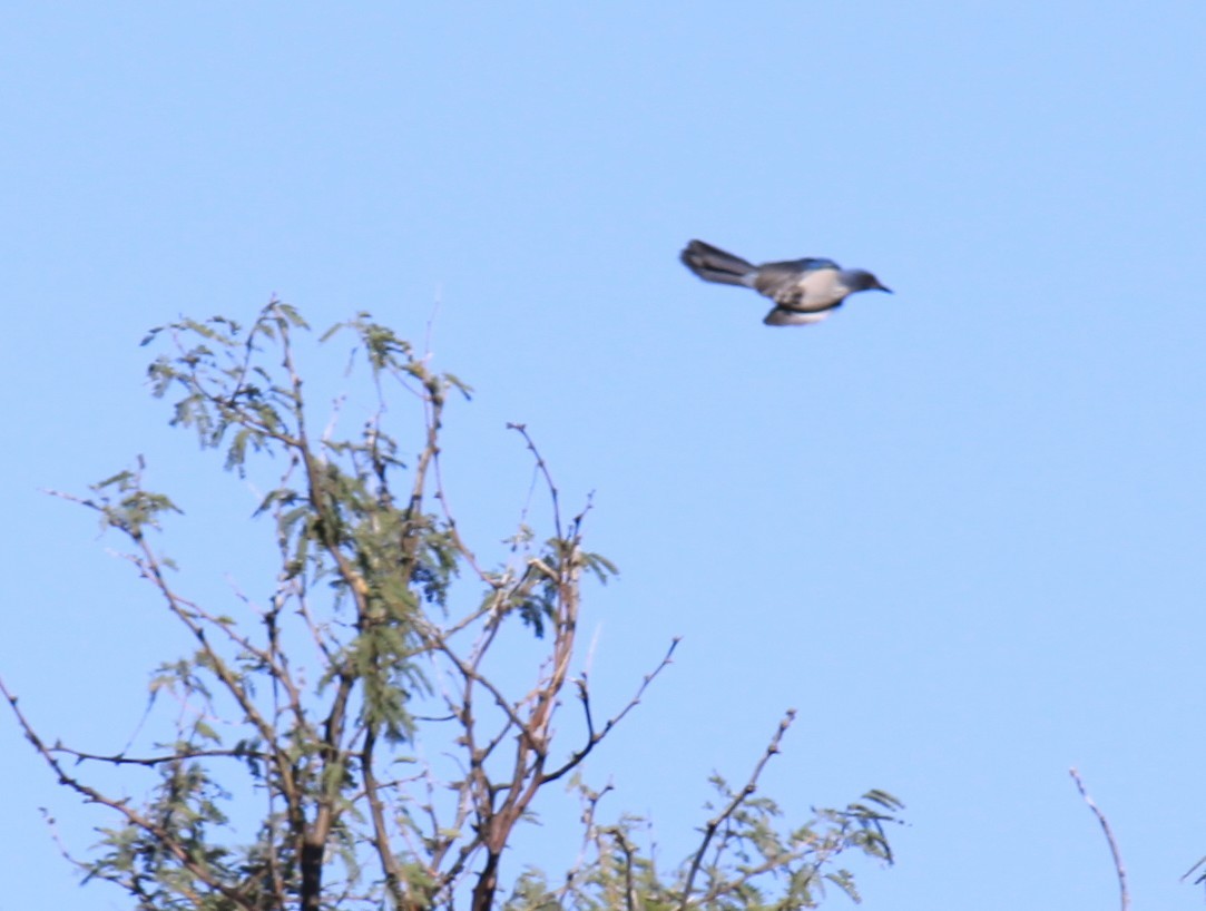 Woodhouse's Scrub-Jay - ML644324643