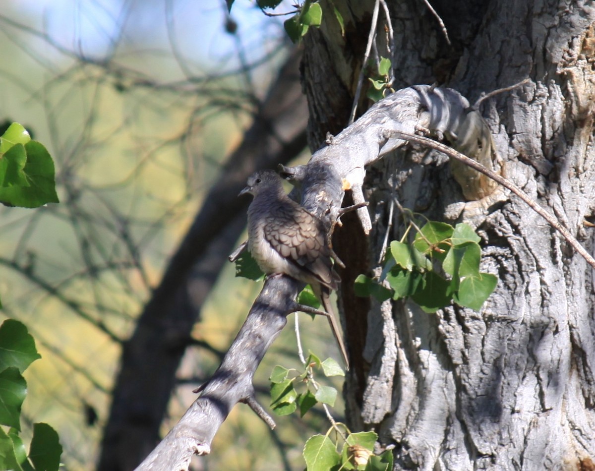 Inca Dove - ML644324647