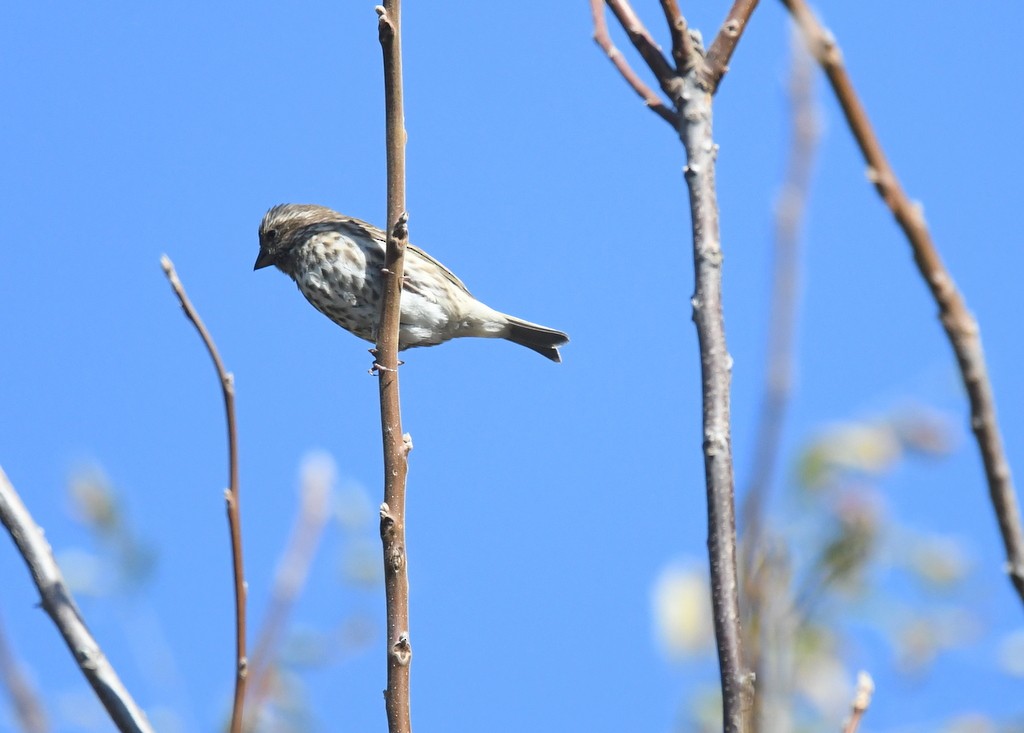 ムラサキマシコ - ML644324657