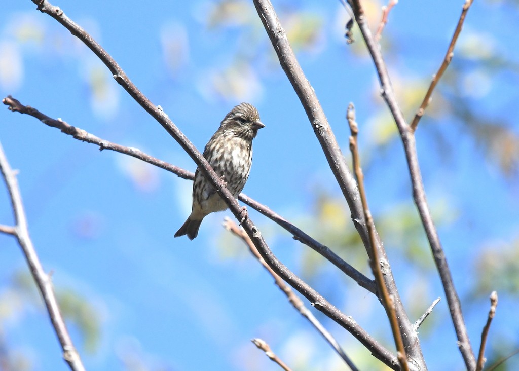 ムラサキマシコ - ML644324658