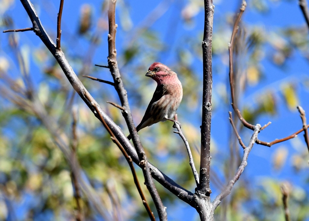 ムラサキマシコ - ML644324659