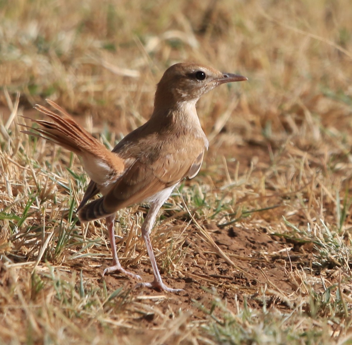Rufous-tailed Scrub-Robin - ML644324663