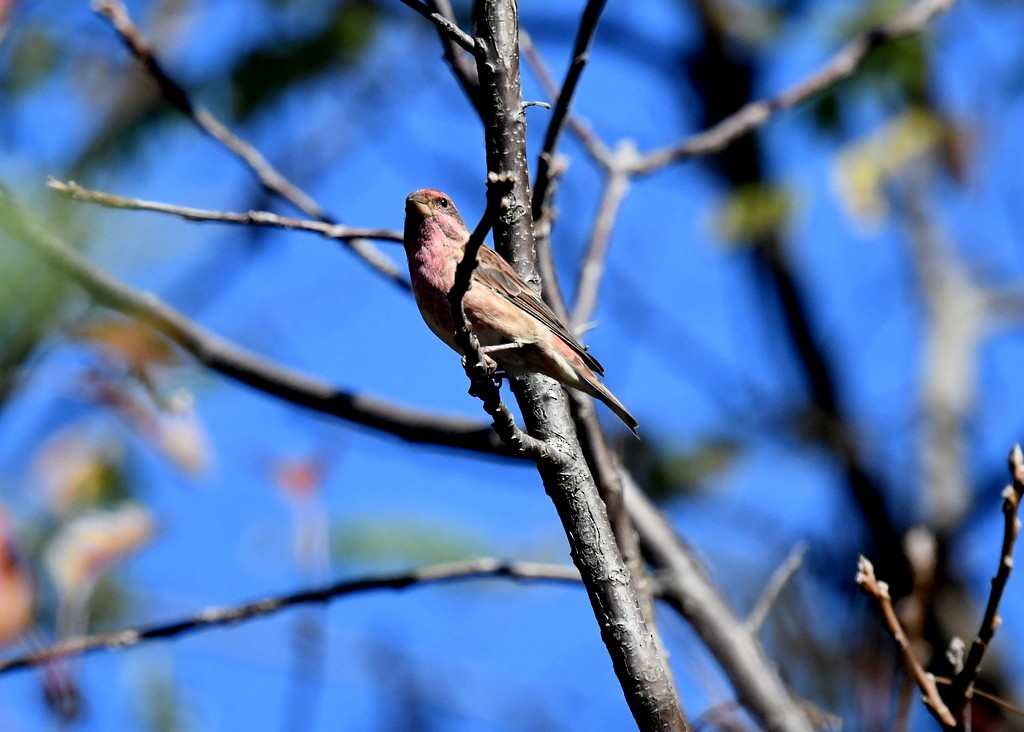 ムラサキマシコ - ML644324664