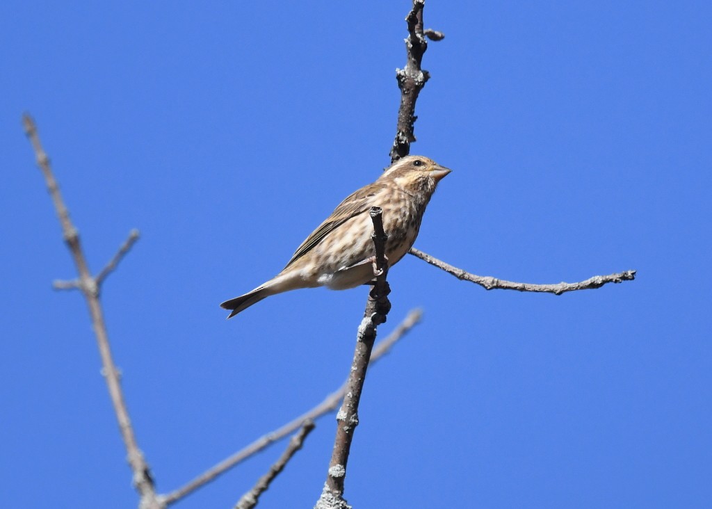 ムラサキマシコ - ML644324665