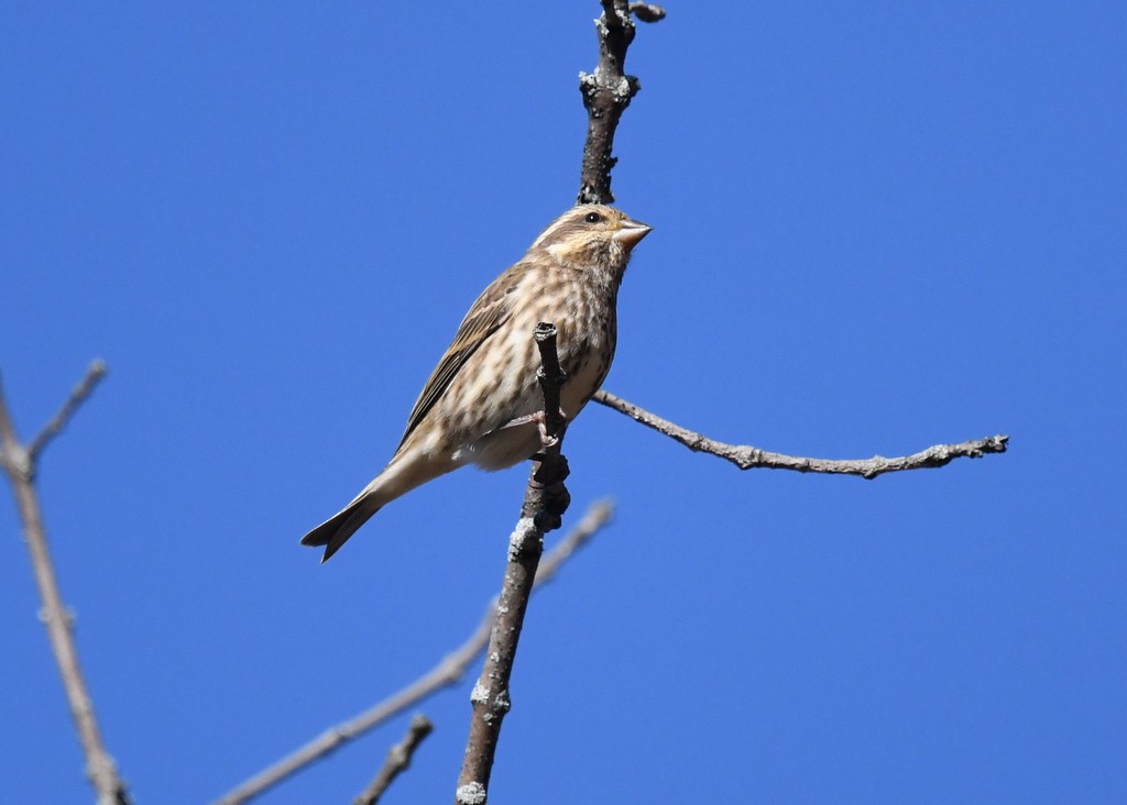 ムラサキマシコ - ML644324666