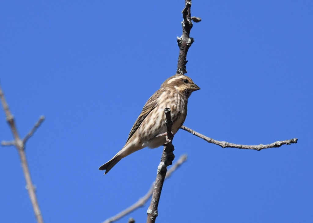 ムラサキマシコ - ML644324667