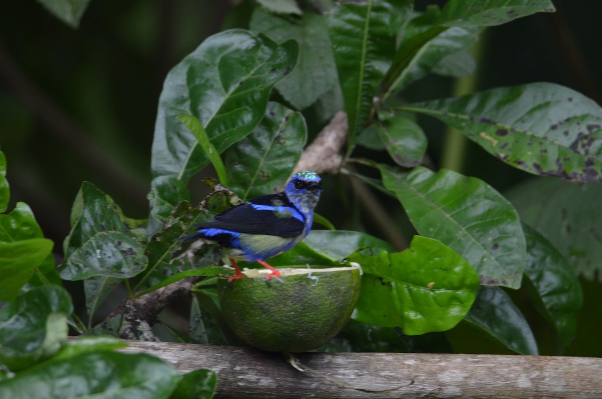 Red-legged Honeycreeper - ML644324669
