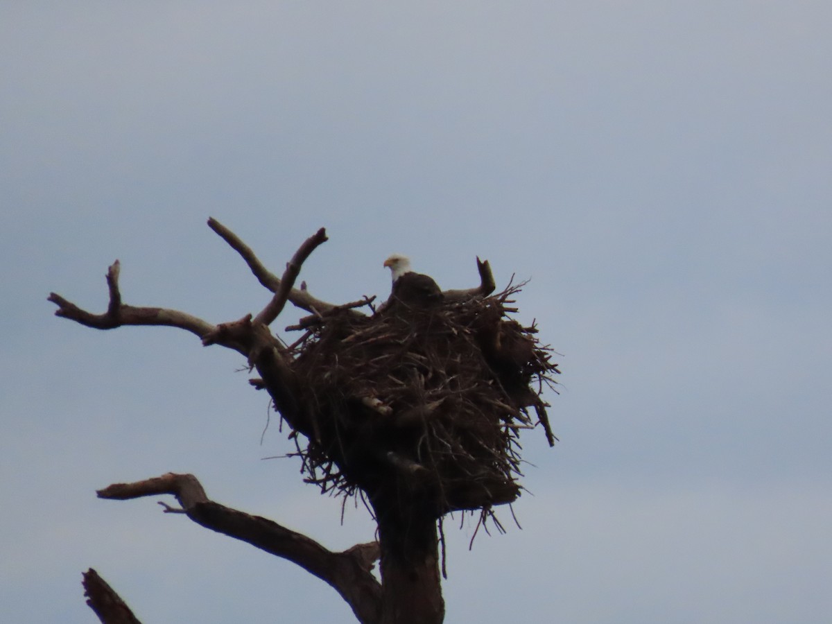 Ak Başlı Kartal - ML644324670