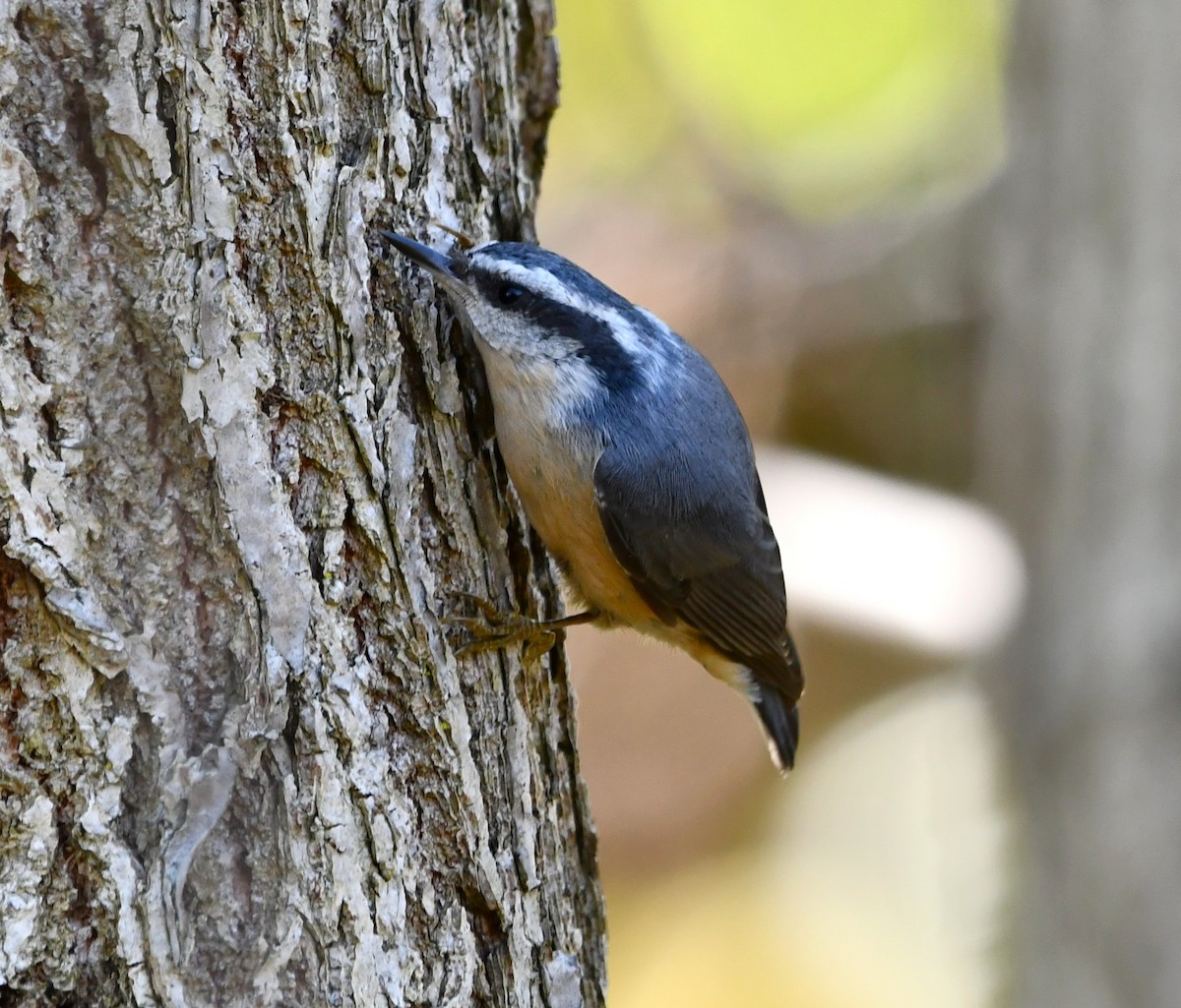 brhlík americký - ML644324672