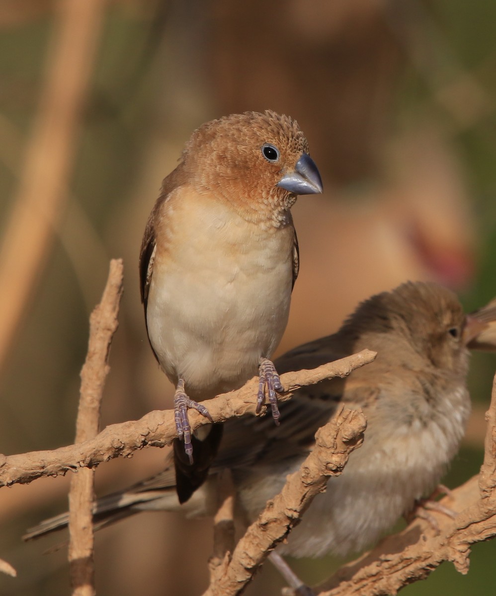 African Silverbill - ML644324674