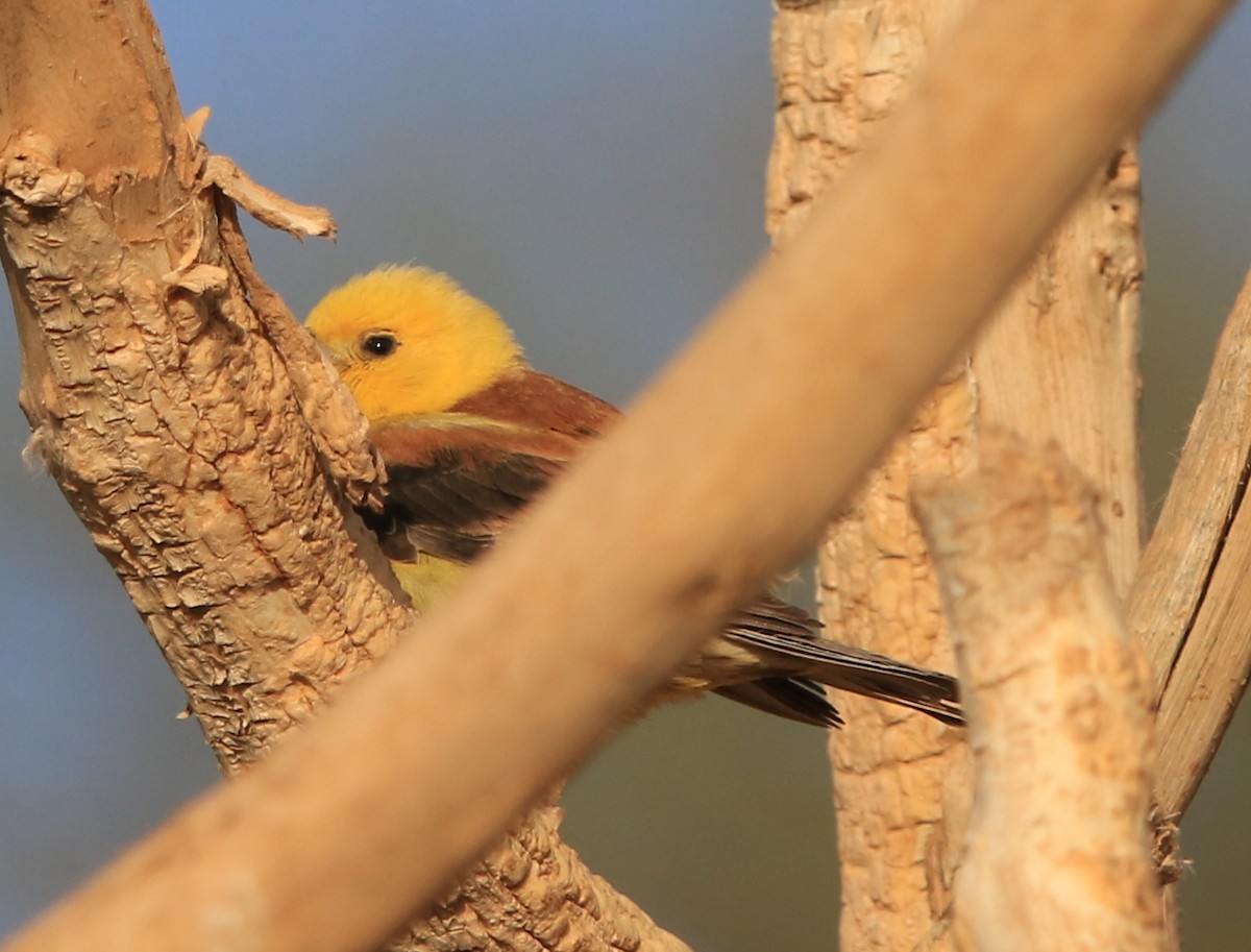 Sudan Golden Sparrow - ML644324685