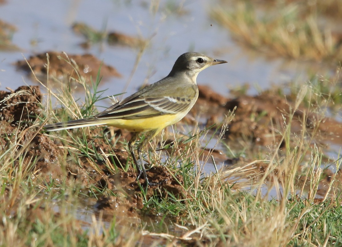 gulerle - ML644324687