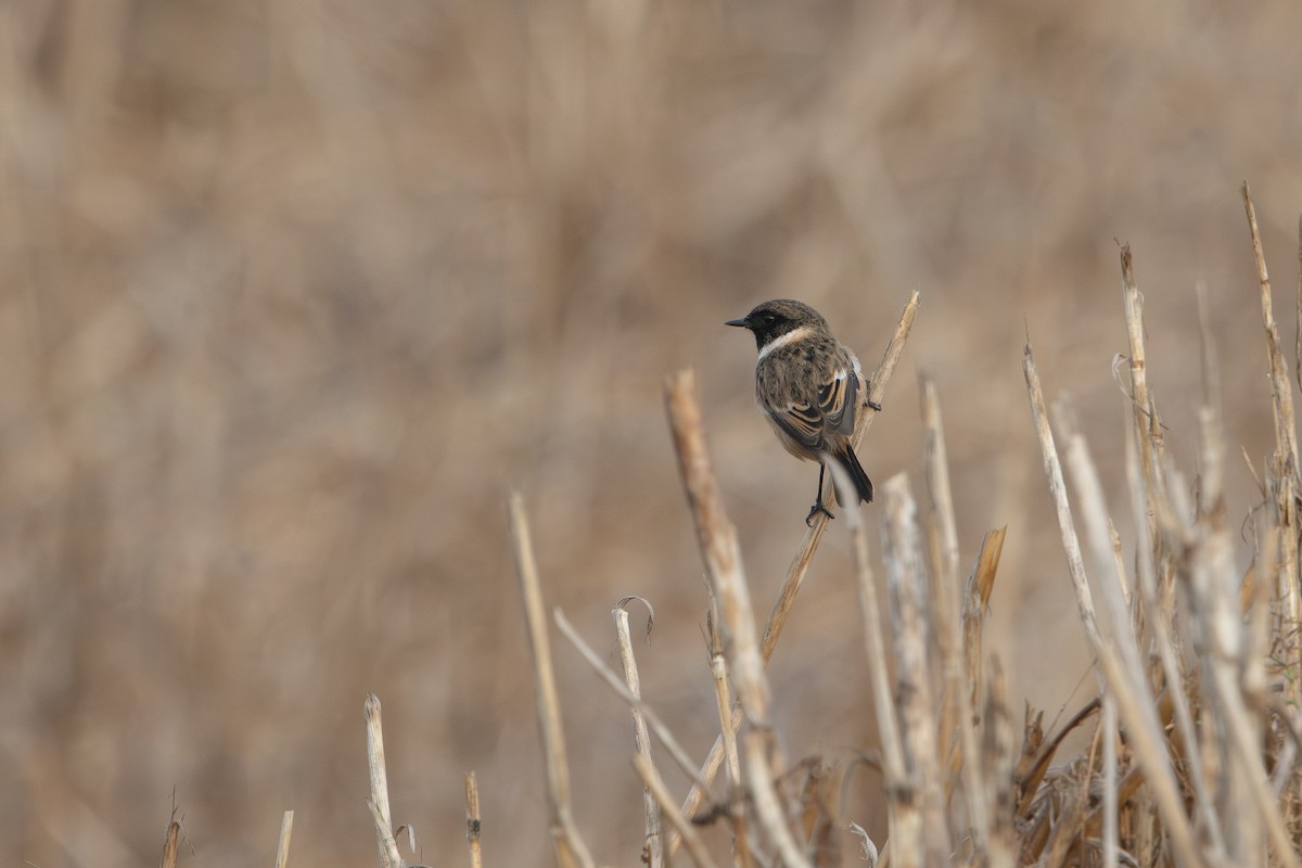 European Stonechat - ML644324699