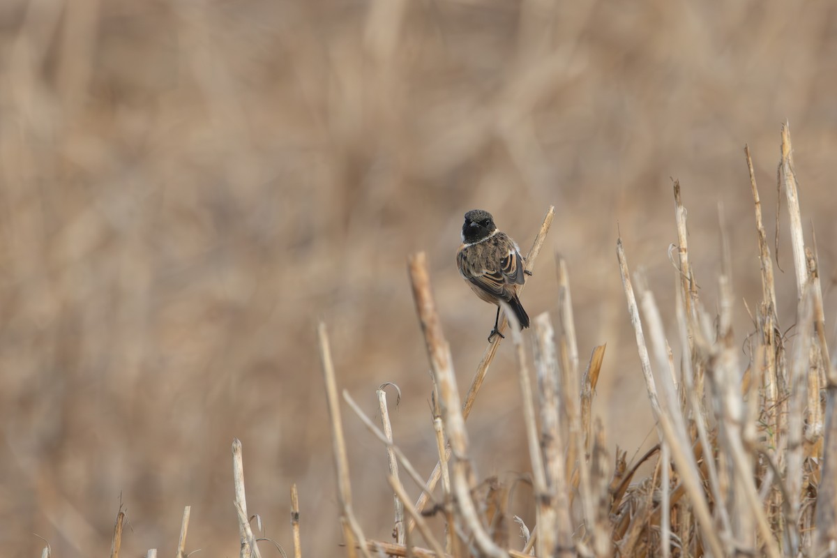 European Stonechat - ML644324700