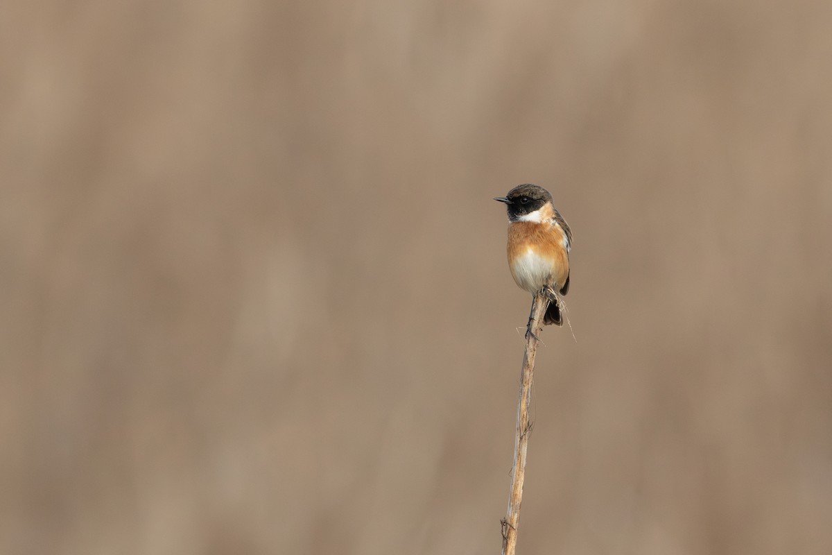 European Stonechat - ML644324701