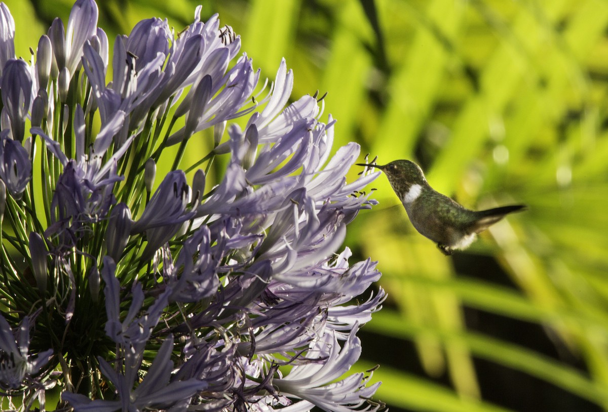 Scintillant Hummingbird - ML644324702